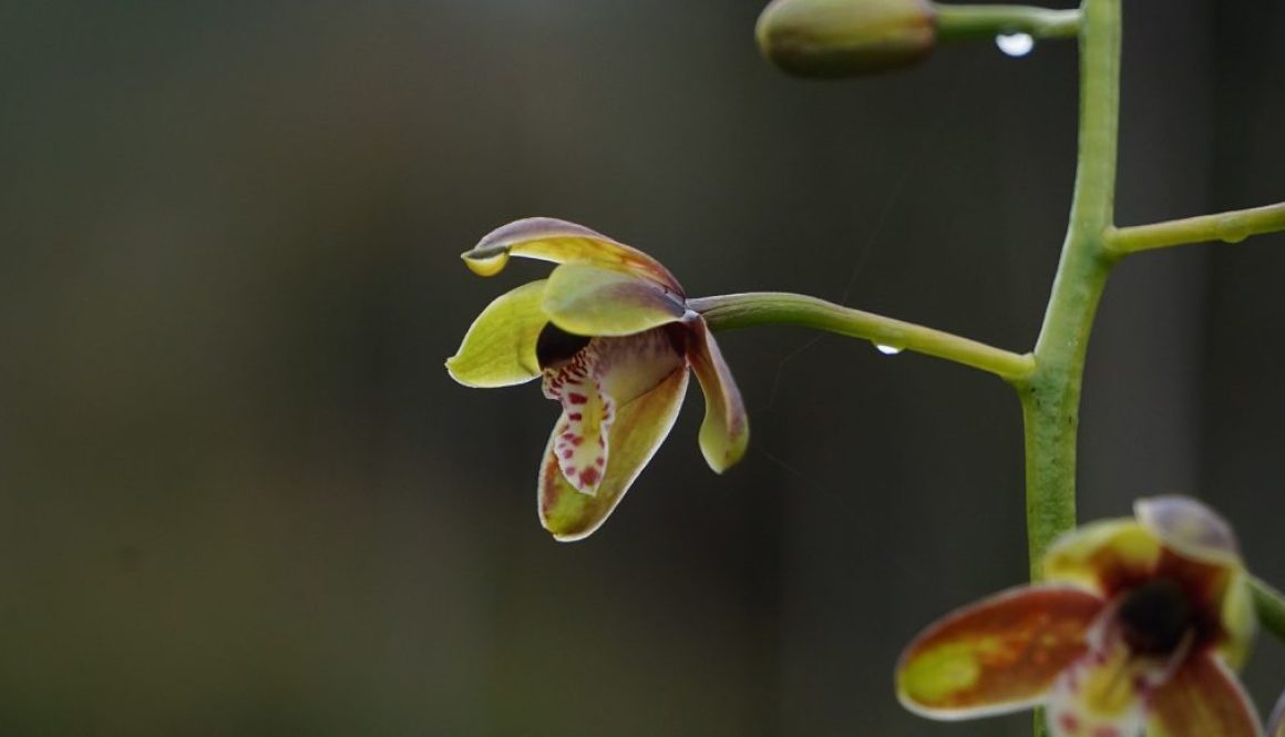 tien orchid photo