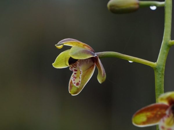 tien orchid photo