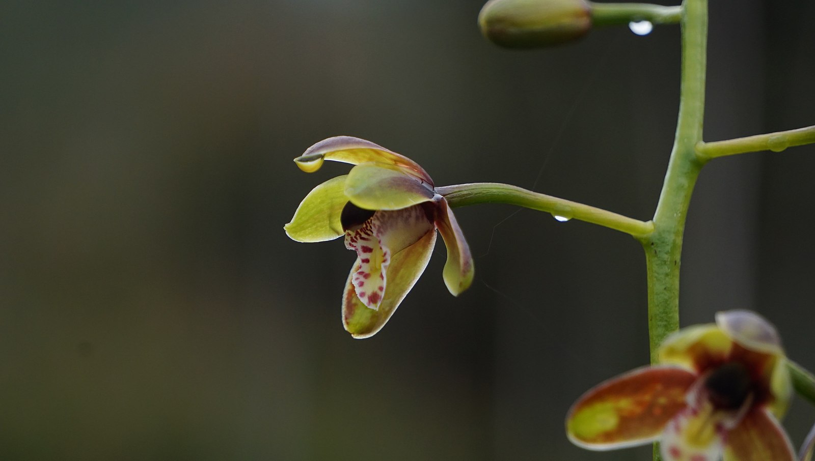 tien orchid photo